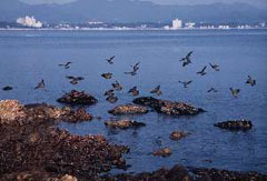 �����ɍ~���A�I�o�g�̌Q