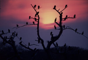 ���㒬����ɂ���J���E�̃R���j�[