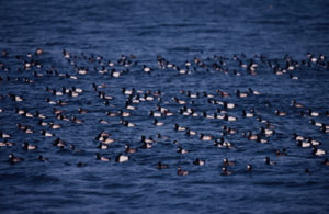 �׍]�΂ŉz�~����X�Y�K���̑�Q