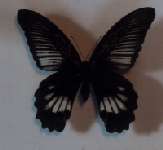 �i�K�T�L�A�Q�n�̃��X