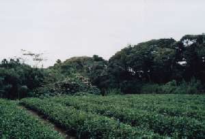 �l�����̃i�K�T�L�A�Q�n�̐����n